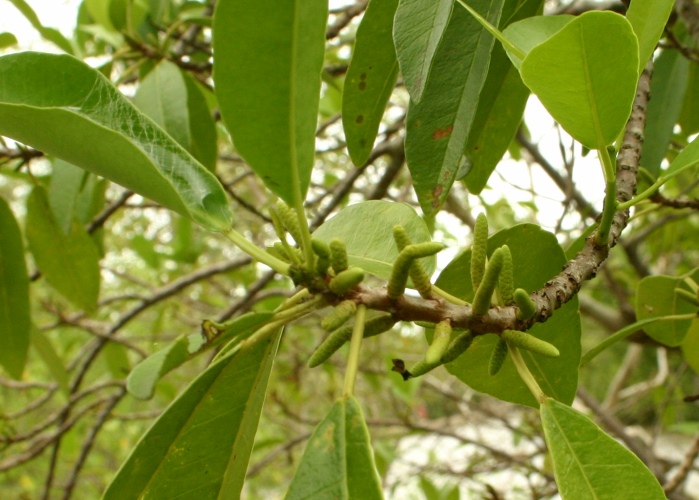Australian Coastal Plants Euphorbiaceae